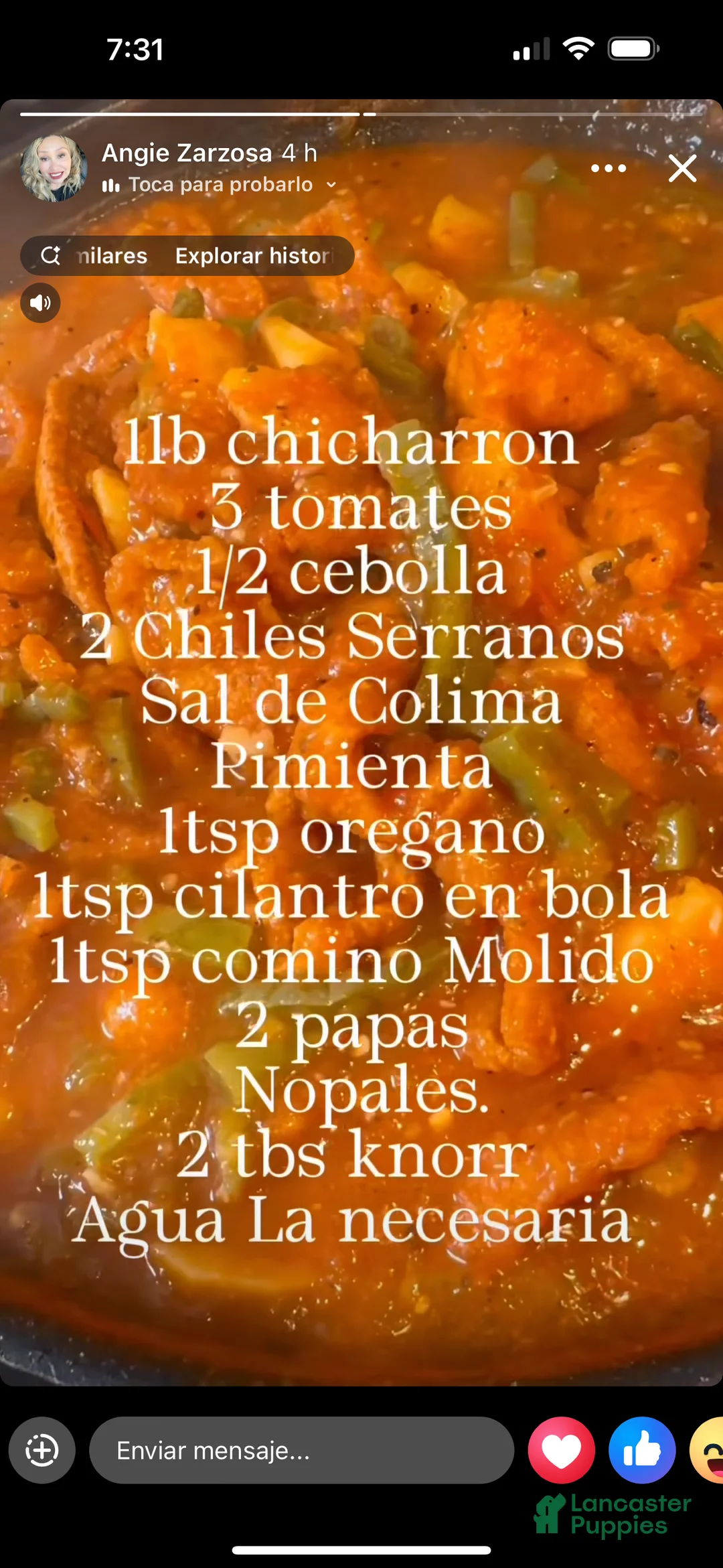 Bichon Frise dogs for sale: Bichon Frise Puppy 2 - Ad 4