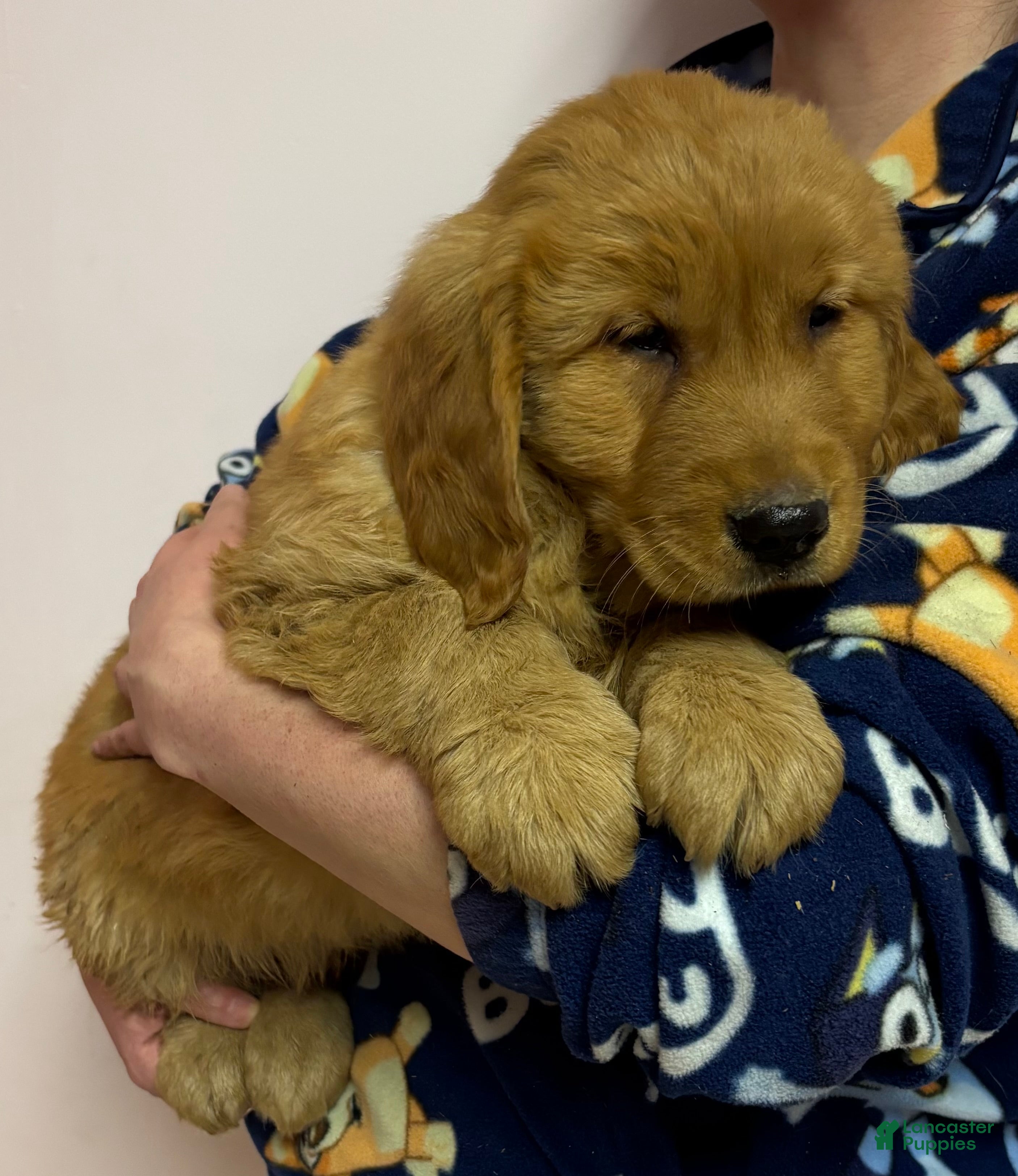 Golden Retriever dogs Max - Ad 27