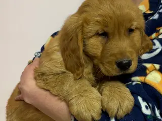 Golden Retriever dogs Max - Ad 27