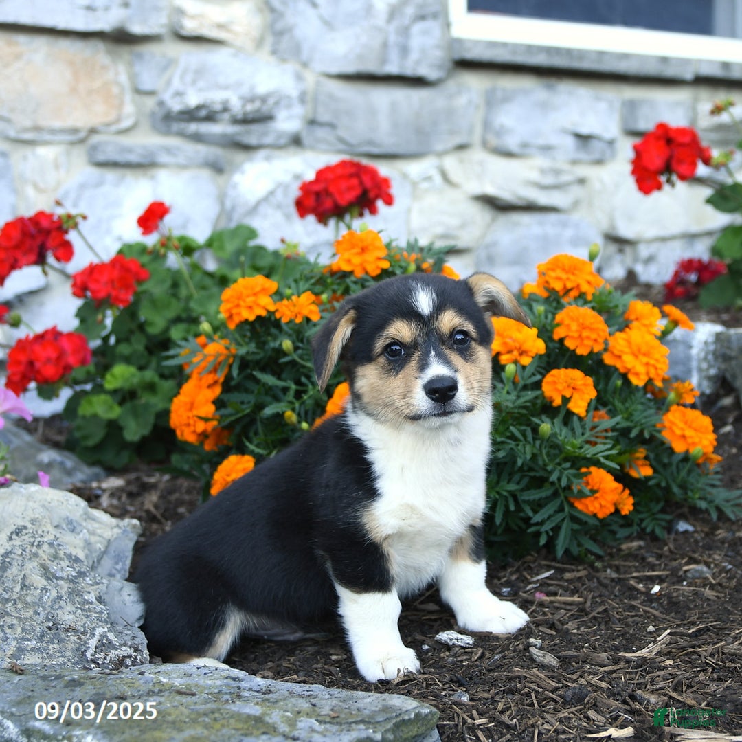 Welsh Corgi Pembroke dogs for sale: Hudson - Ad 3