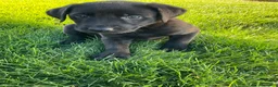 Labrador Retriever dogs for sale: Jasper - Ad 4