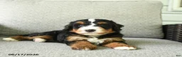 Bernedoodle dogs for sale: Sasha - Ad 4