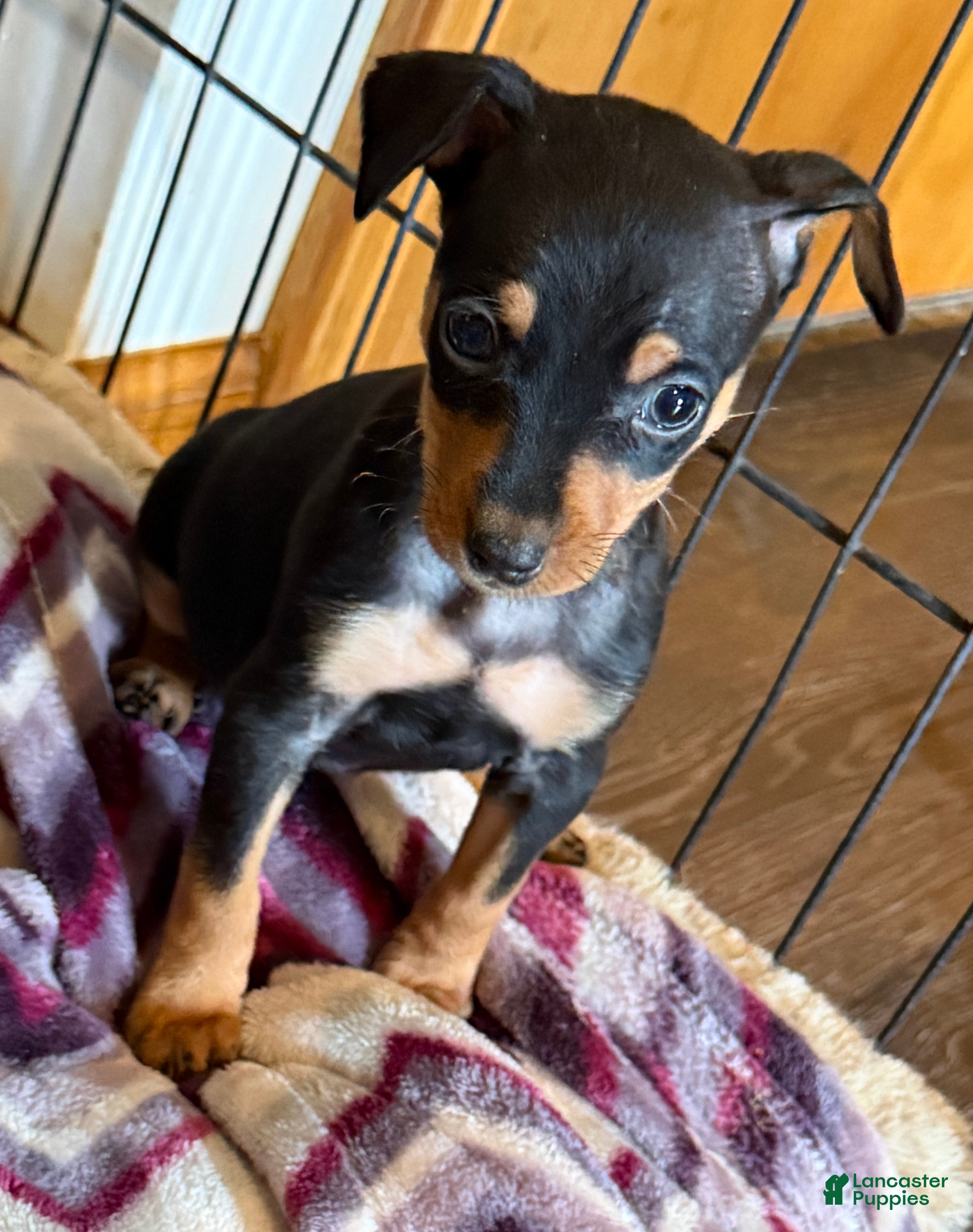 Miniature Pinscher dogs Miniature Pinscher Puppy 1 - Ad 19