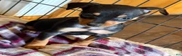 Miniature Pinscher dogs for sale: Miniature Pinscher Puppy 1 - Ad 1