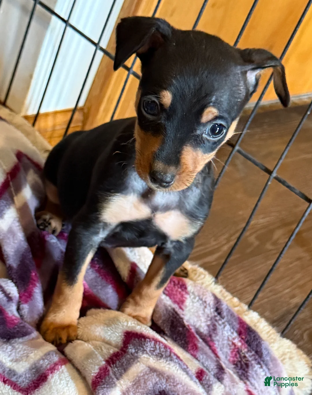Miniature Pinscher dogs for sale: Miniature Pinscher Puppy 1 - Ad 1