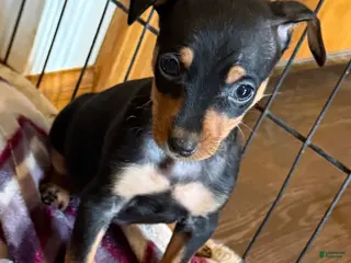 Miniature Pinscher dogs Miniature Pinscher Puppy 1 - Ad 19