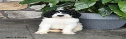 Double Doodle dogs for sale: Bandit - Ad 5