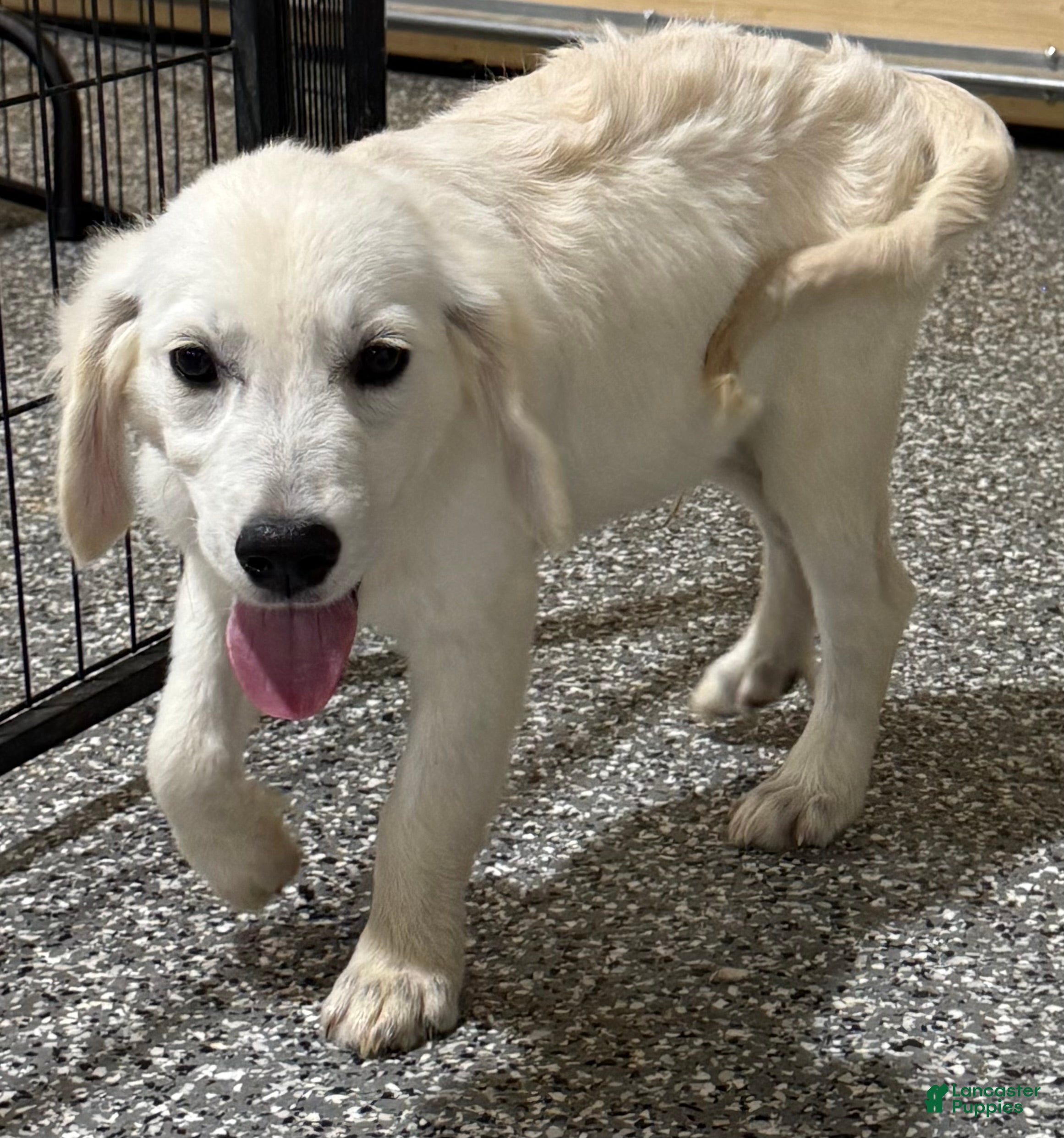 Golden Retriever dogs Max - Ad 1