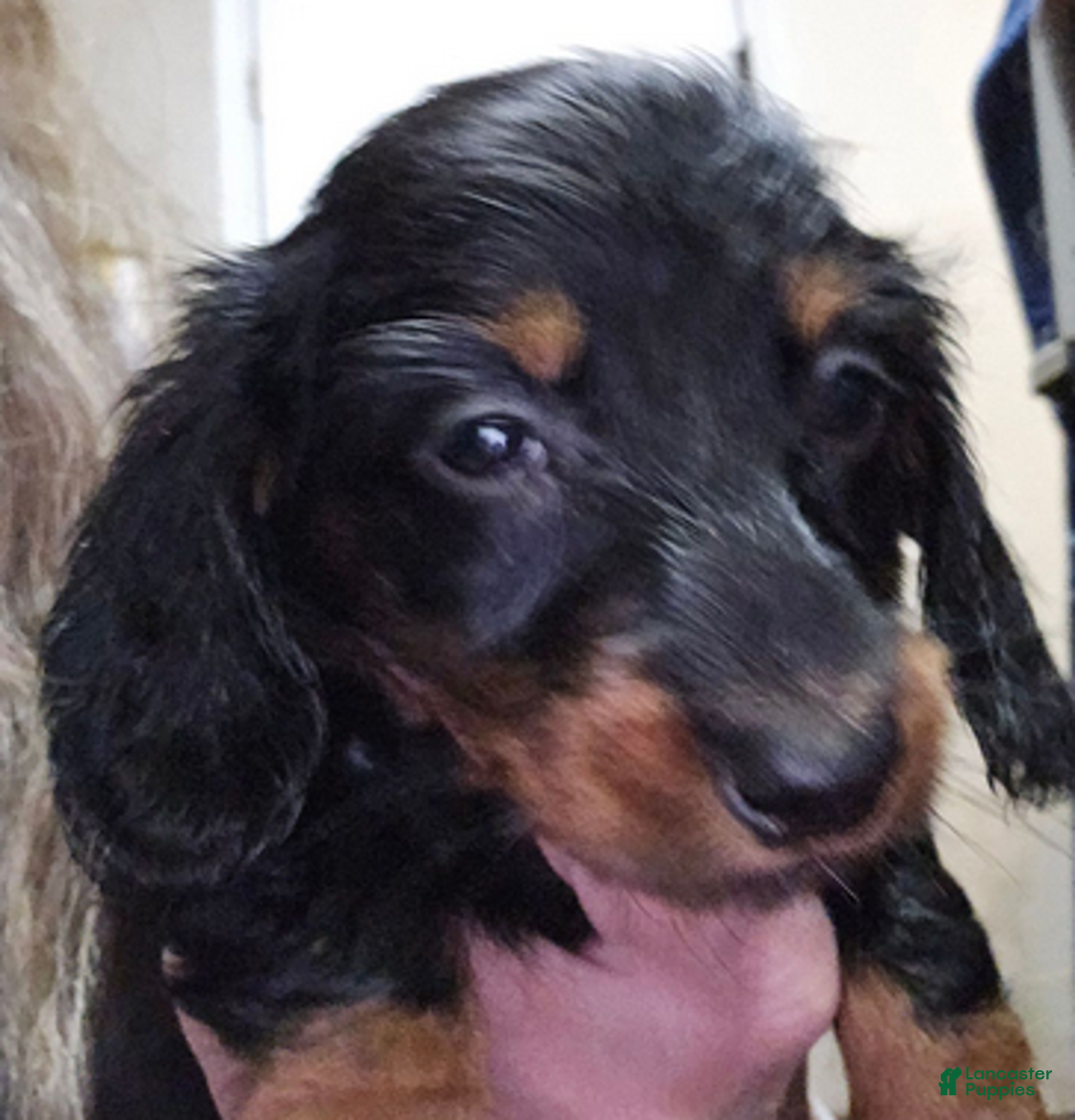 Dachshund dogs for sale: Bigger girl - Ad 4