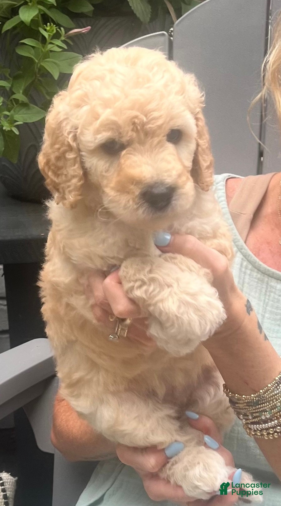 Goldendoodle dogs Goldendoodle Honey- Yellow - Ad 2