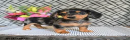 Miniature Dachshund dogs for sale: Oreo - Ad 4