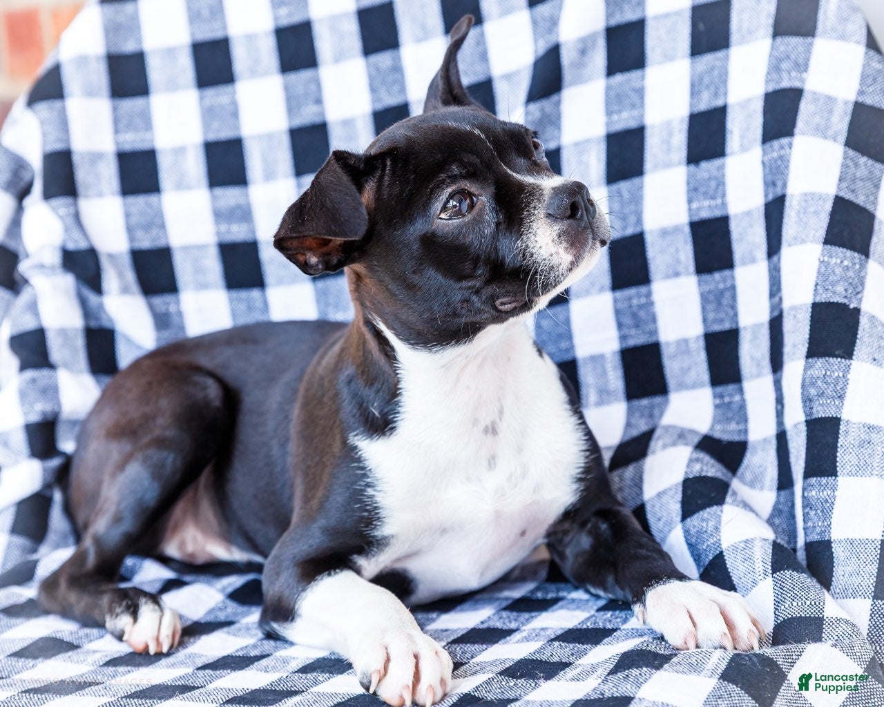 Boston Terrier dogs Zaily - Ad 2