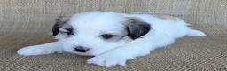 Teddy Bear dogs for sale: Levi  - Ad 3