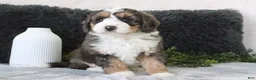 Mini Bernedoodle dogs for sale: Benson - Ad 3