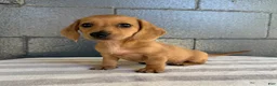 Miniature Dachshund dogs for sale: Dolly - Ad 1