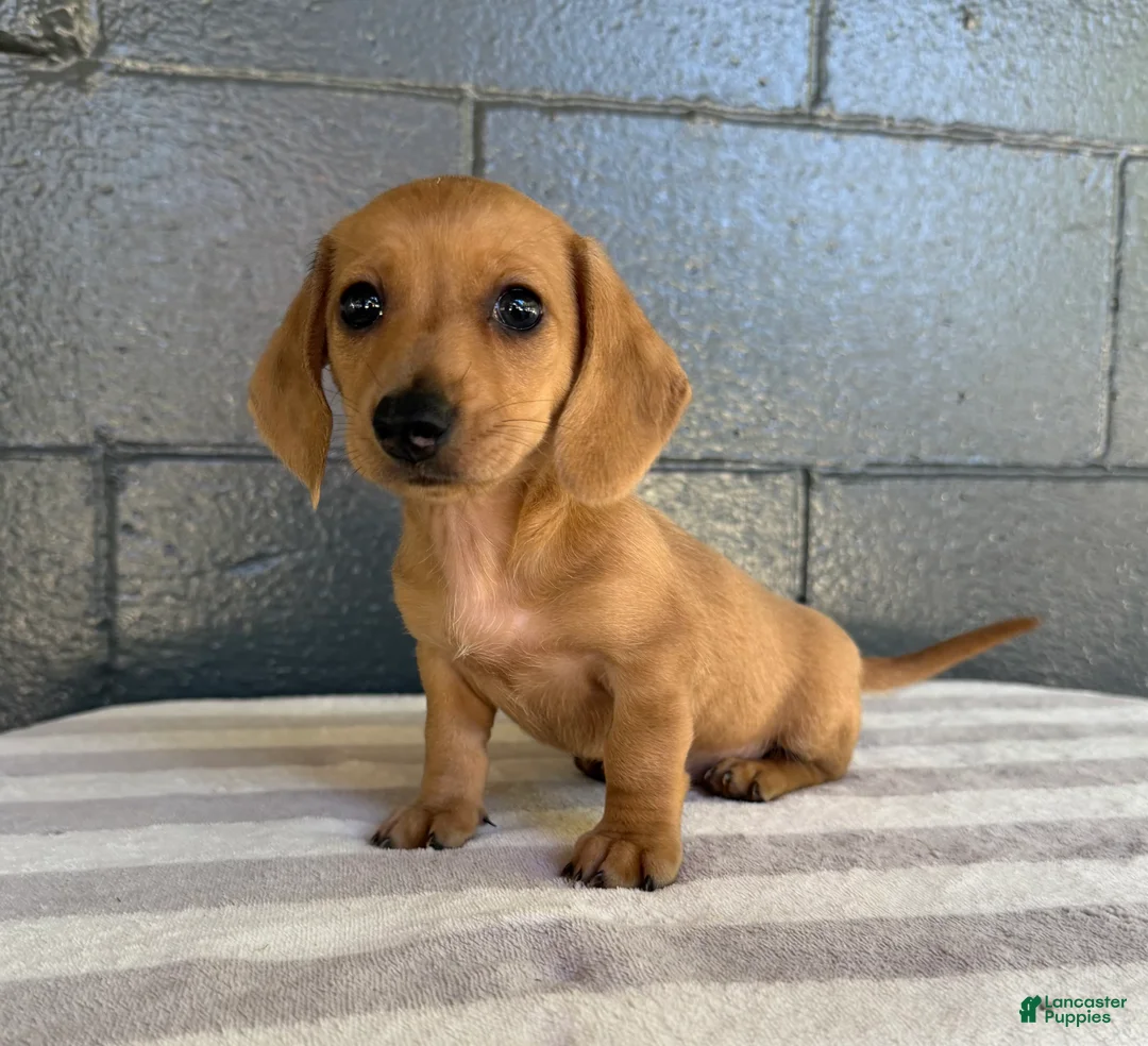 Miniature Dachshund dogs for sale: Dolly - Ad 1