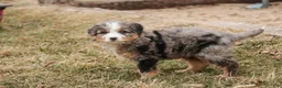 Bernedoodle dogs for sale: Paxton - Ad 4