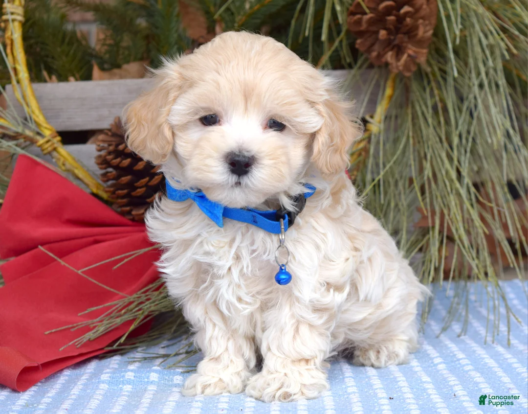 Maltipoo dogs for sale: Maverick - Ad 6