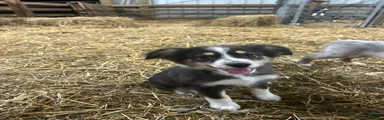 Australian Shepherd 13