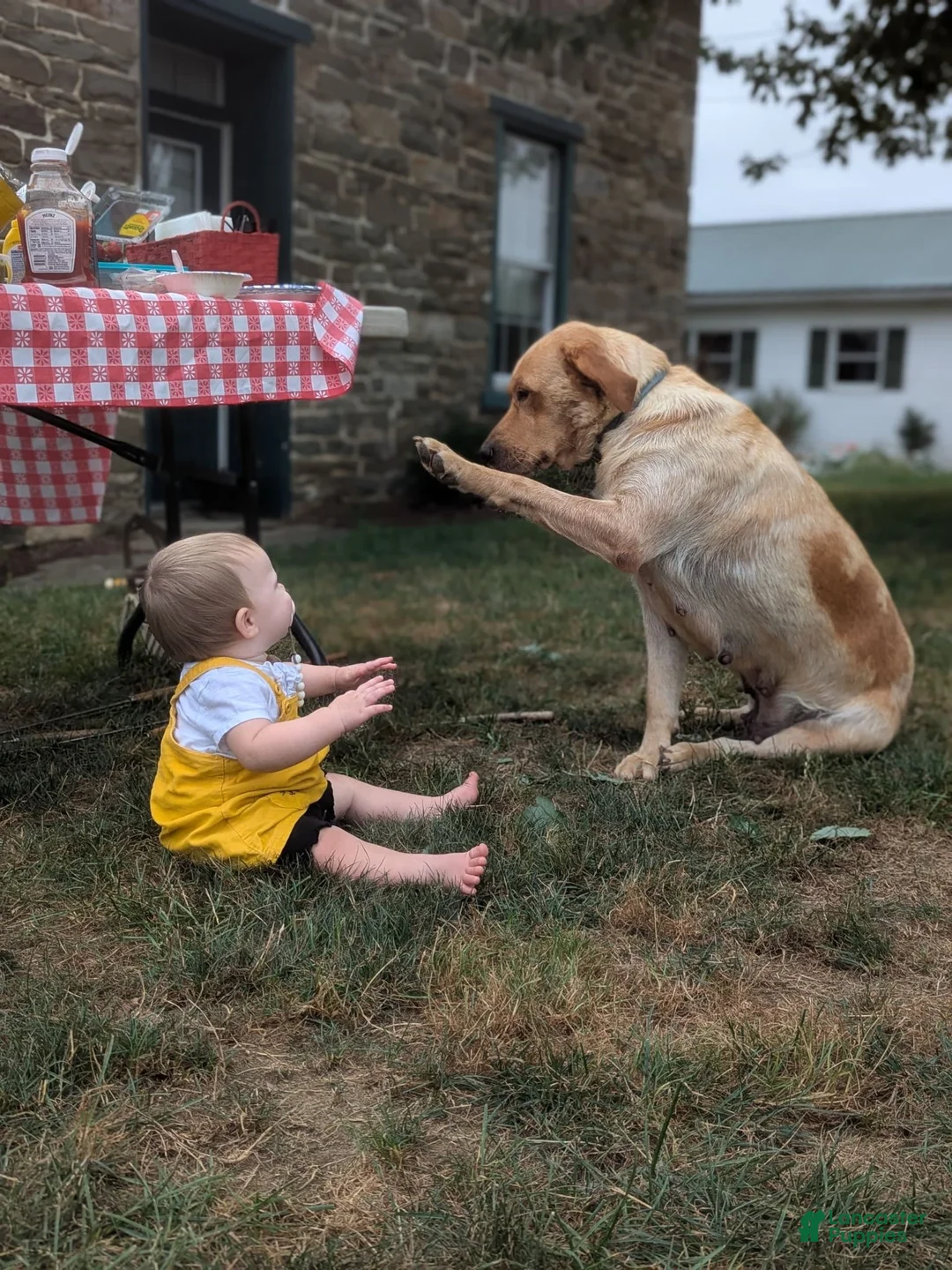 Labrador Retriever dogs for sale: Daisy - Ad 2