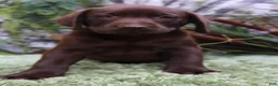 Labrador Retriever dogs for sale: Willy - Ad 5