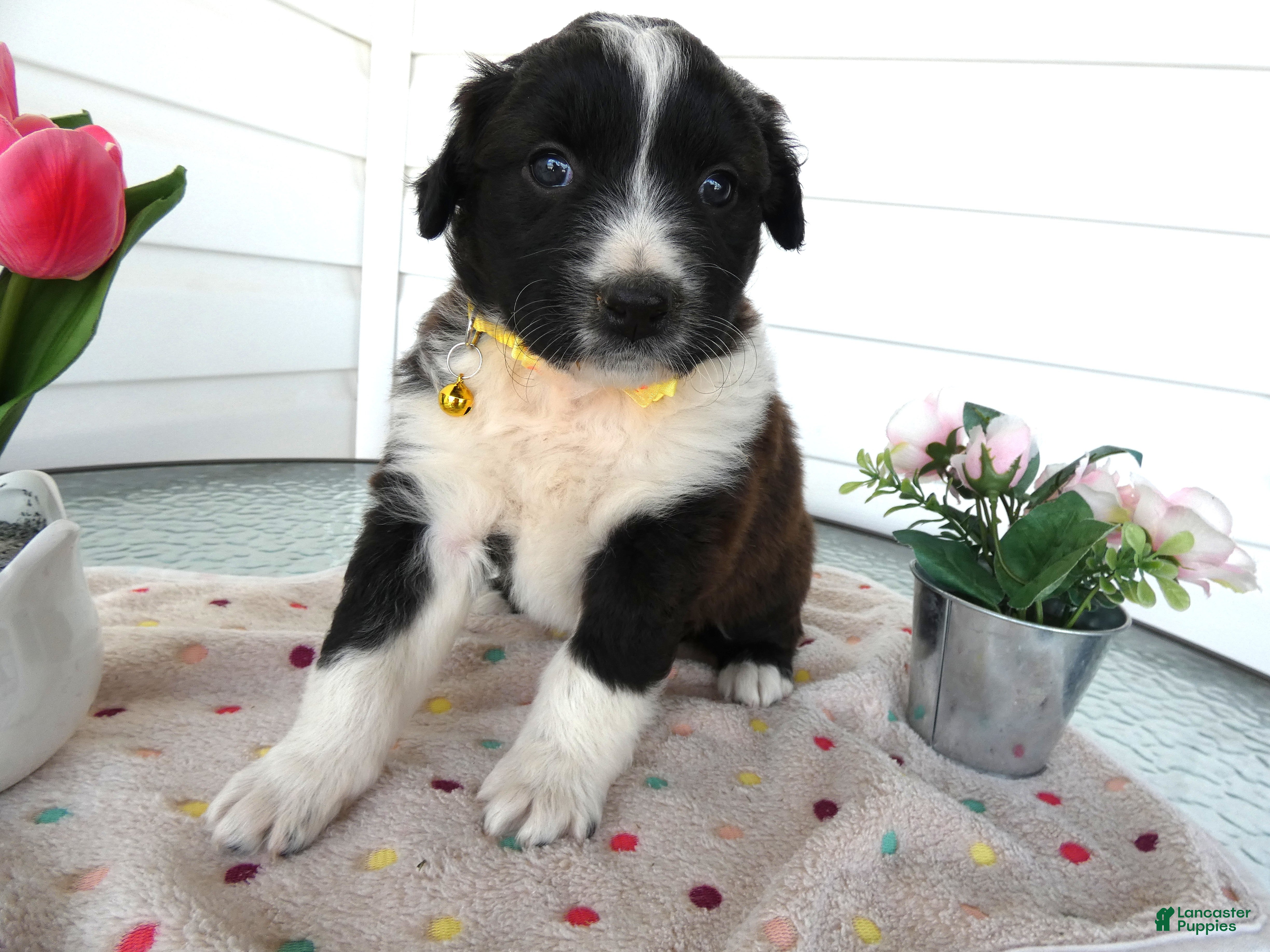 Border Collie dogs Border Collie Puppy 2 Sunshine - Ad 33
