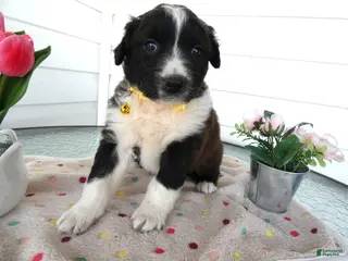 Border Collie dogs Border Collie Puppy 2 Sunshine - Ad 33