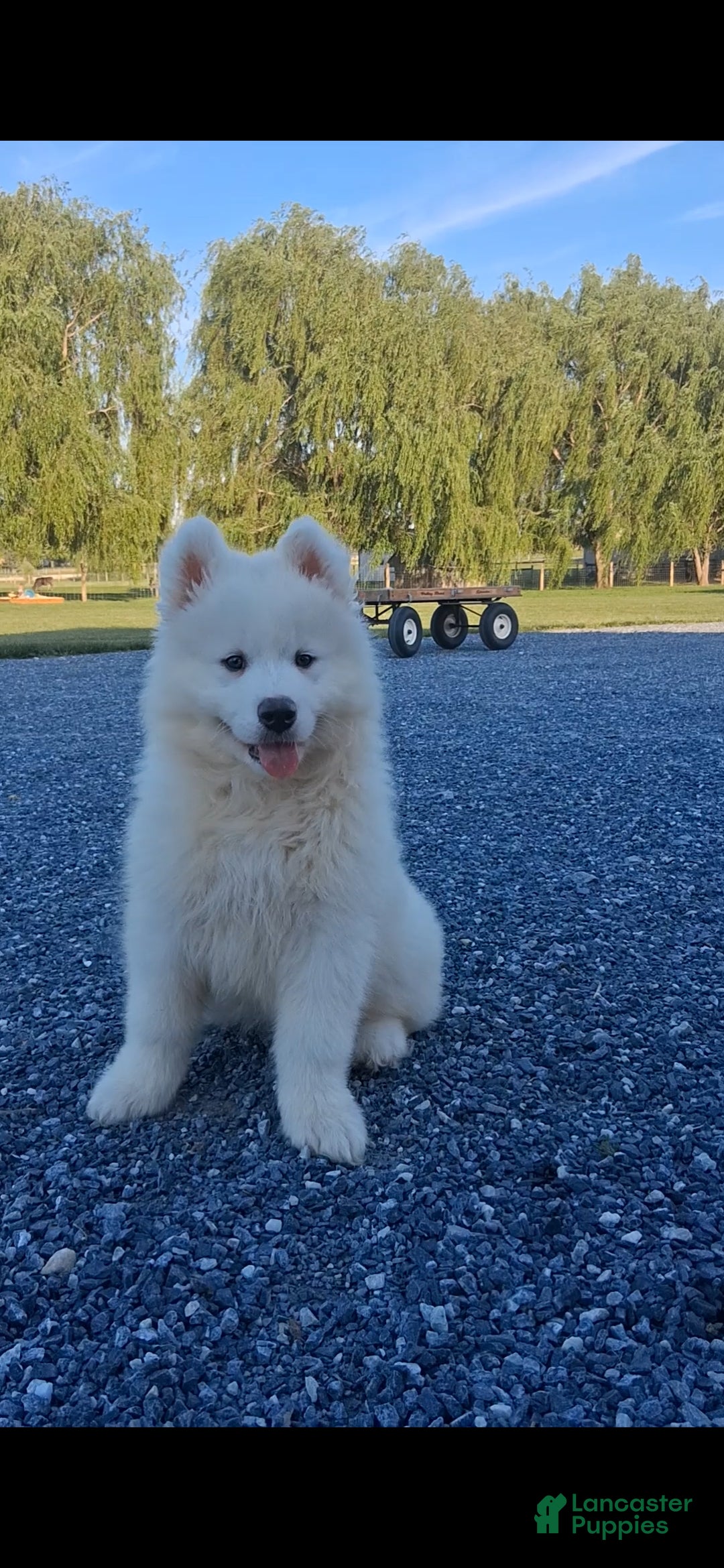 Samoyed dogs Flash - Ad 1