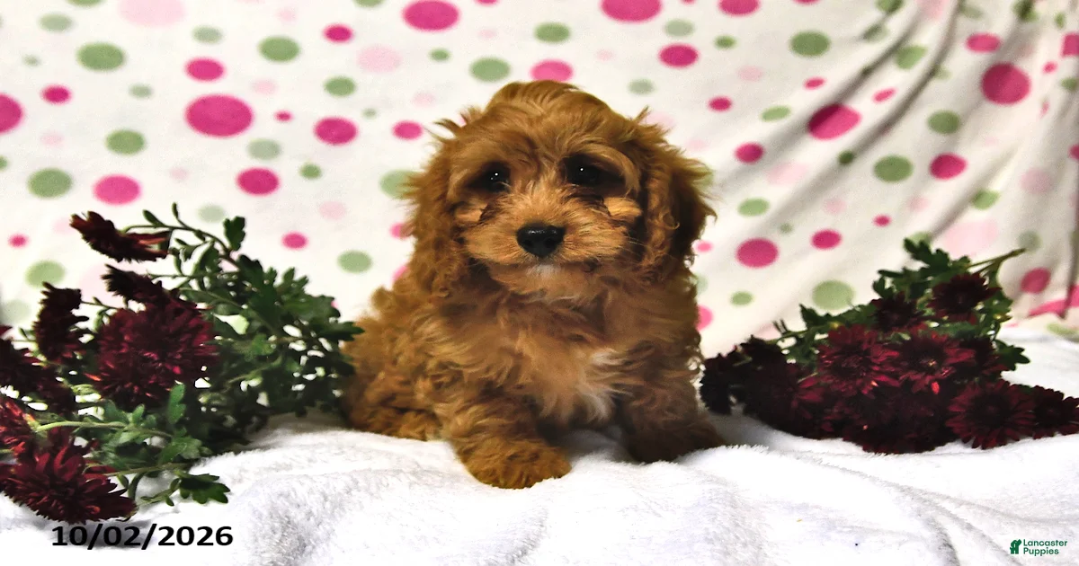 Cavapoo Puppies for sale in New York | Lancaster Puppies