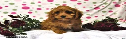 Cavapoo dogs for sale: Pecan - Ad 1