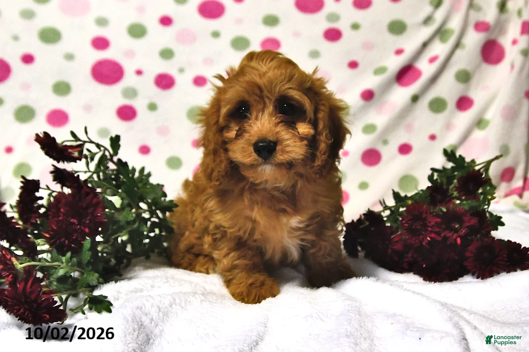 Cavapoo dogs for sale: Pecan - Ad 1
