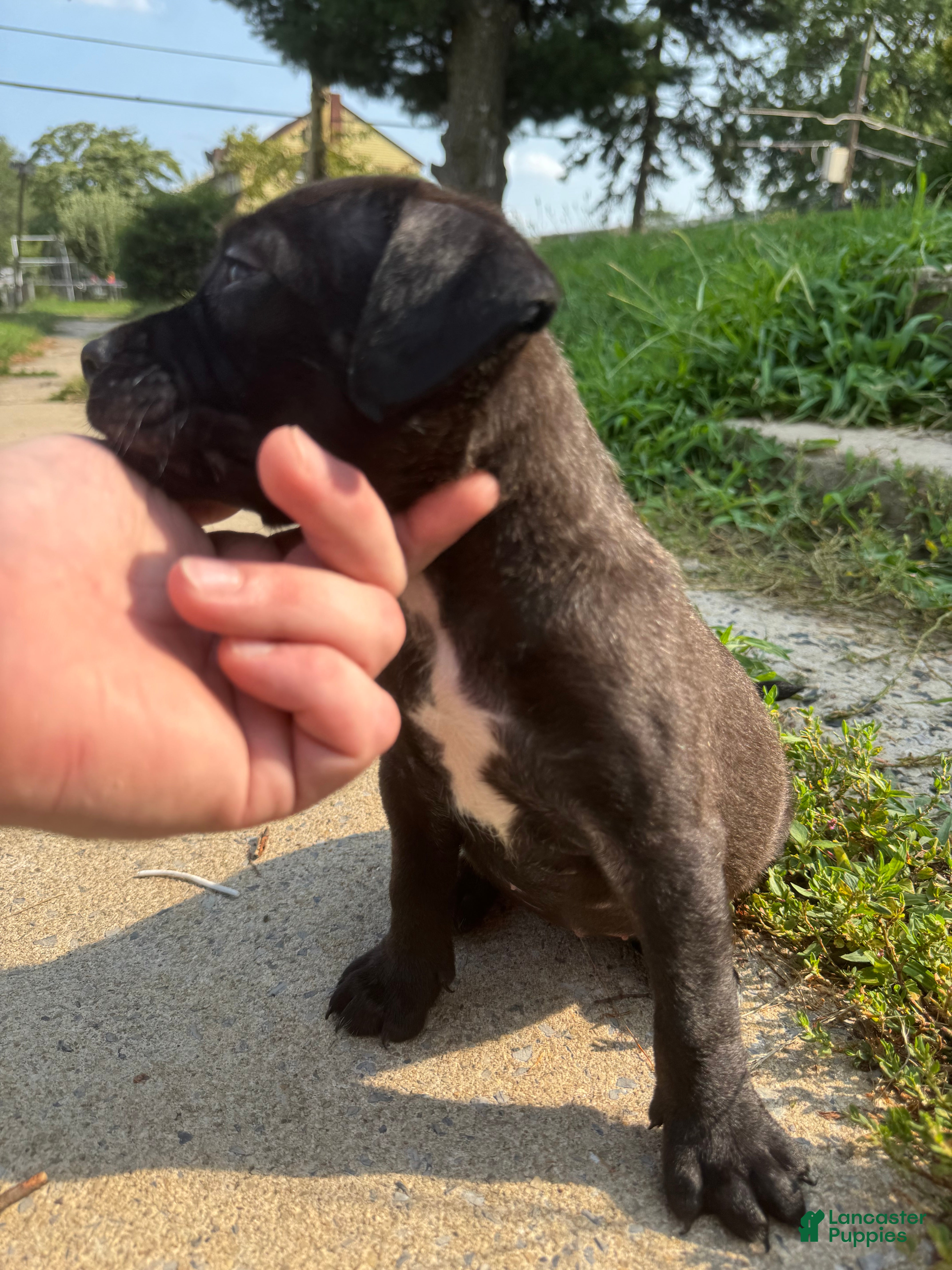 American Bully dogs Queen  - Ad 6