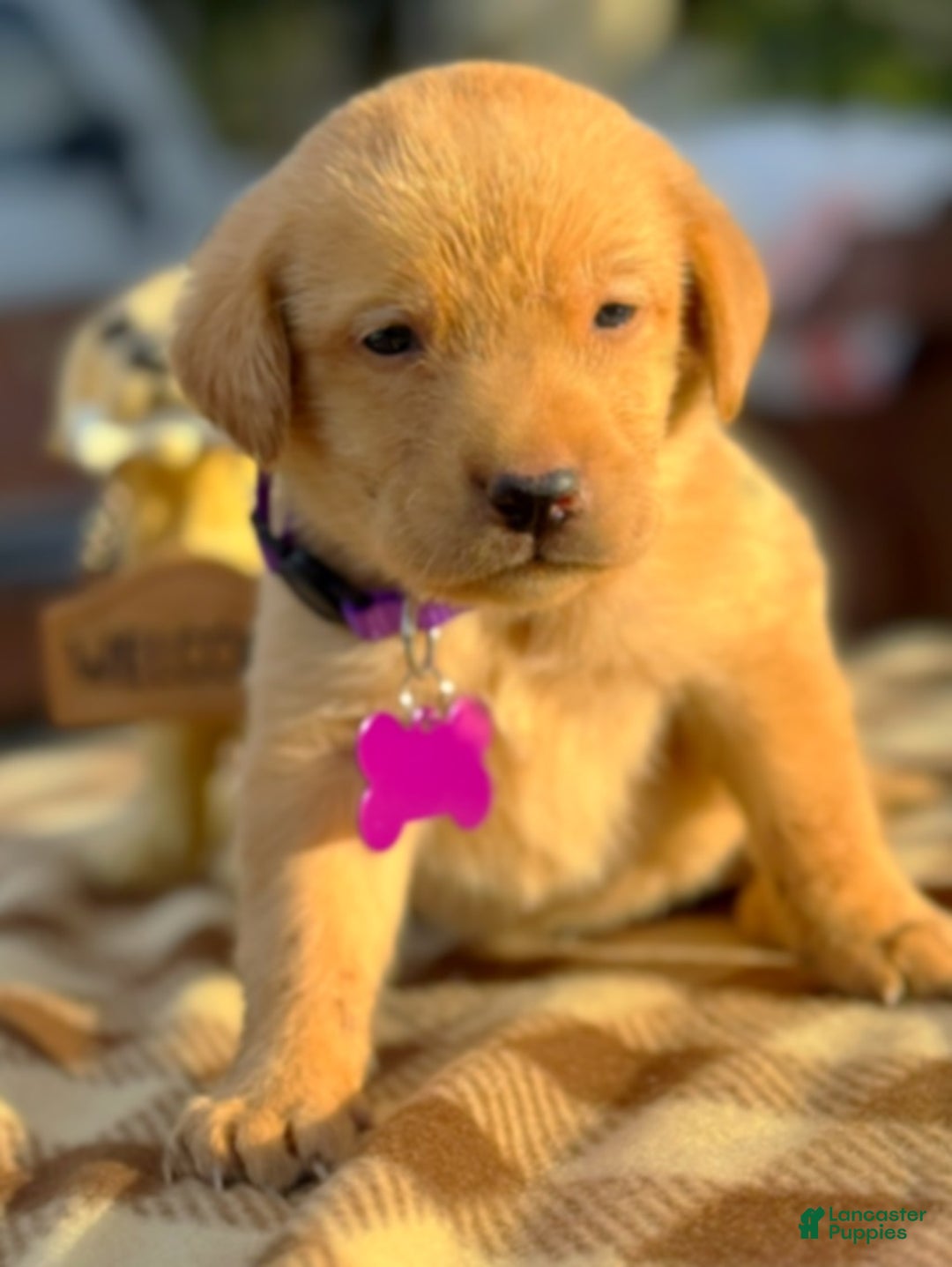 Labrador Retriever dogs for sale: Labrador Retriever Puppy 1 - Ad 10