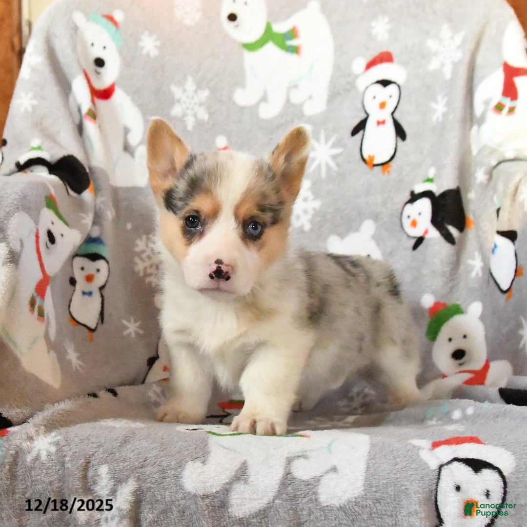 Welsh Corgi Pembroke dogs for sale: Gizmo - Ad 1
