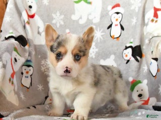 Welsh Corgi Pembroke dogs Gizmo - Ad 10