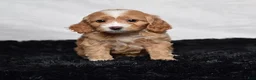 Cavapoo dogs for sale: Wren - Ad 6