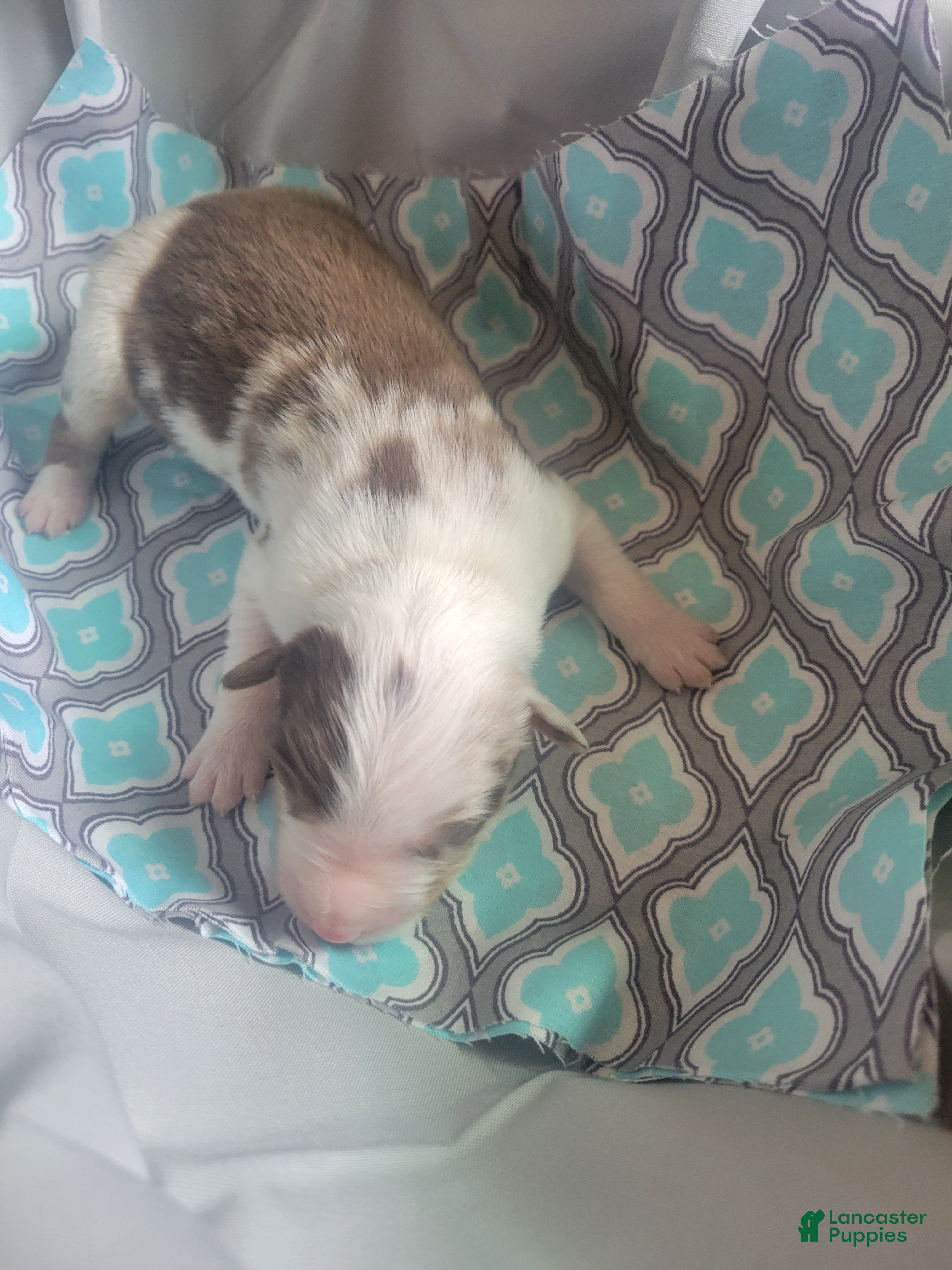 Australian Shepherd dogs Australian Shepherd 4 - Ad 1