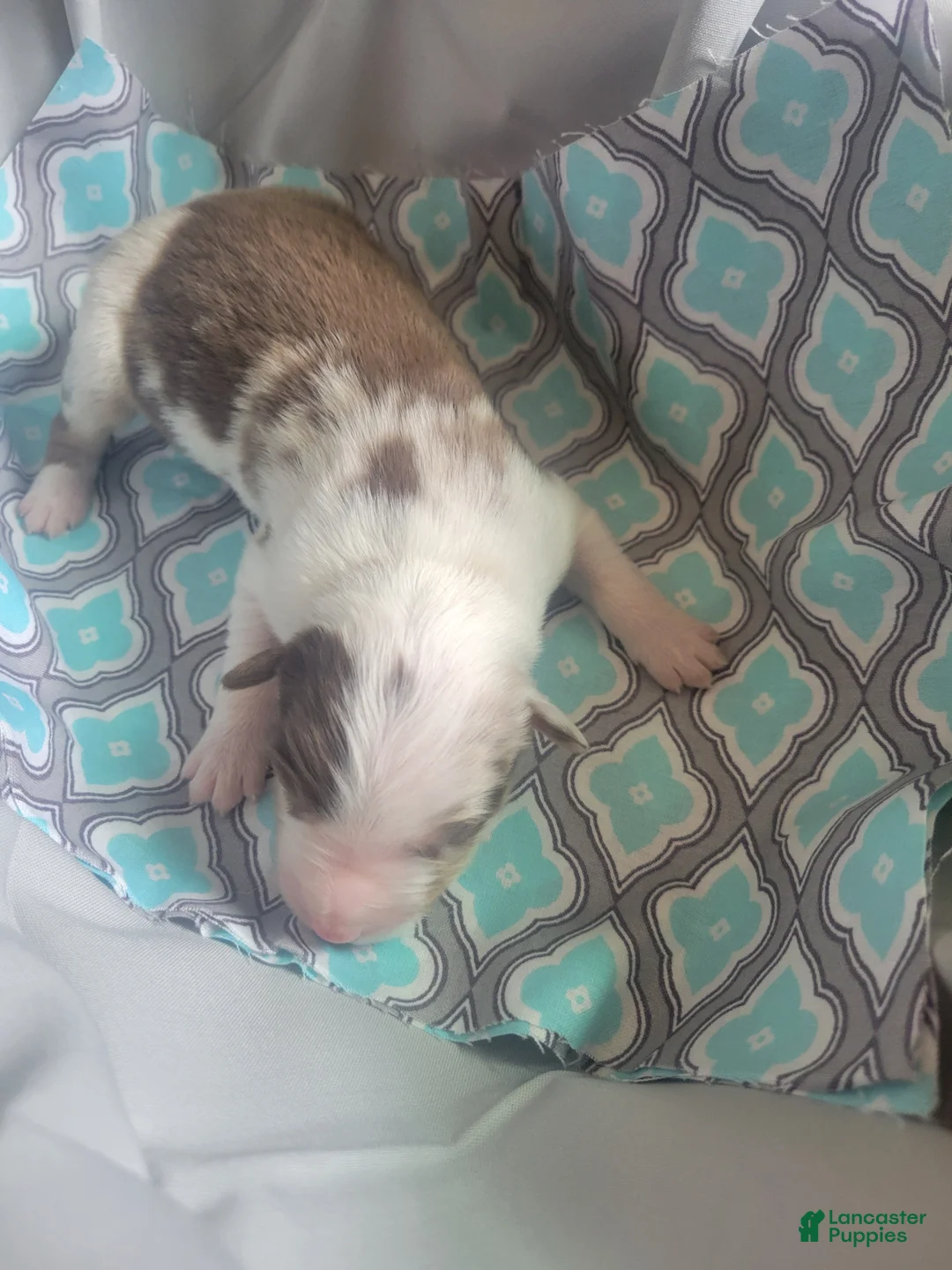 Australian Shepherd dogs for sale: Australian Shepherd 4 - Ad 1