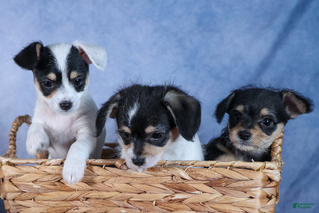 Chipoo dogs for sale: Kisses - Ad 26