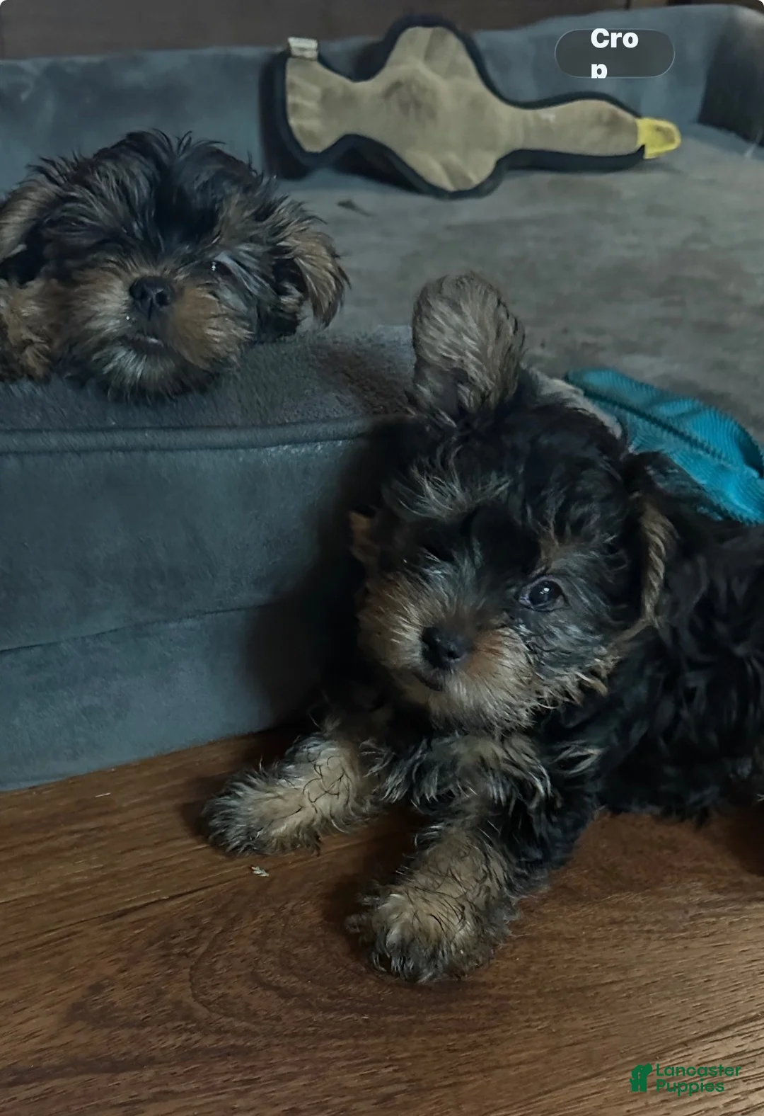 Yorkshire Terrier dogs for sale: Yorkshire Terrier 1 - Ad 2