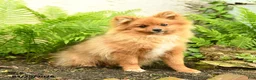 Pomeranian dogs for sale: Rascal - Ad 3