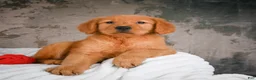 Golden Retriever dogs for sale: Luna - Ad 1