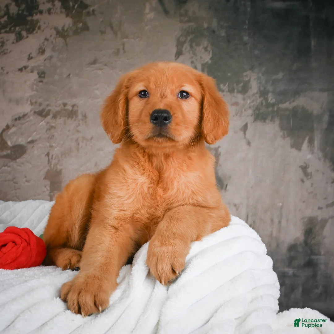 Golden Retriever dogs for sale: Luna - Ad 1