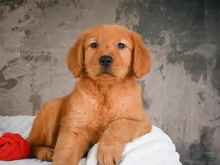 Golden Retriever dogs for sale: Luna - Ad 3