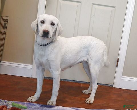 Labrador Retriever dogs Bailey  - Ad 5