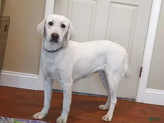 Labrador Retriever dogs Bailey - Ad 5