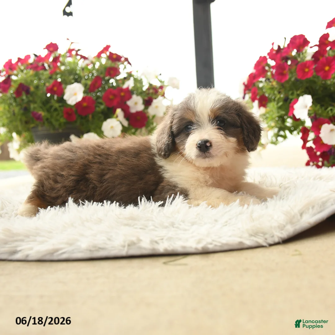 Aussiedoodle dogs for sale: Clause - Ad 3