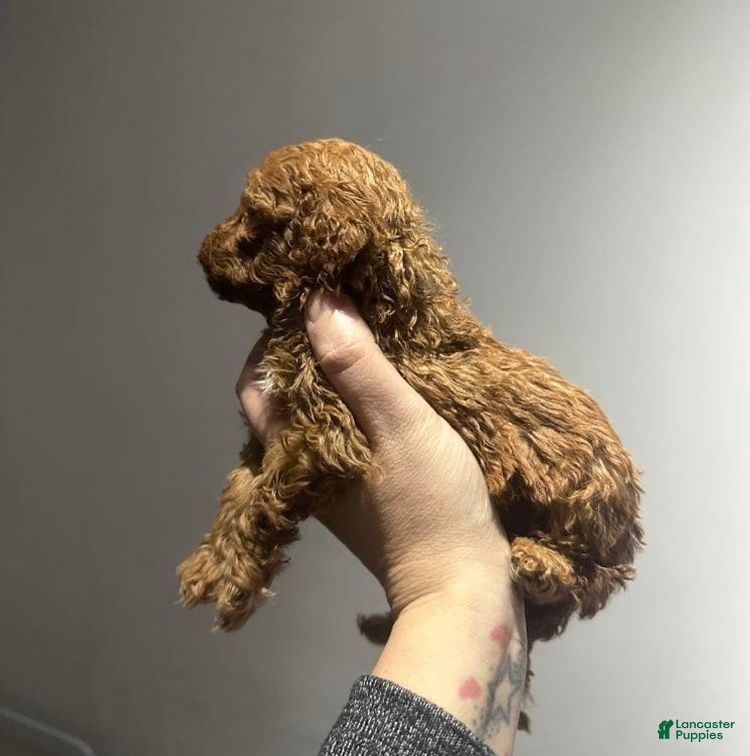 Toy Poodle dogs for sale: Lucia - Ad 7