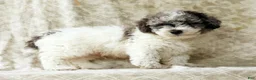 Miniature Poodle dogs for sale: Felix - Ad 8