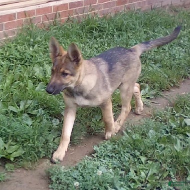 German Shepherd dogs Colleague - Ad 1
